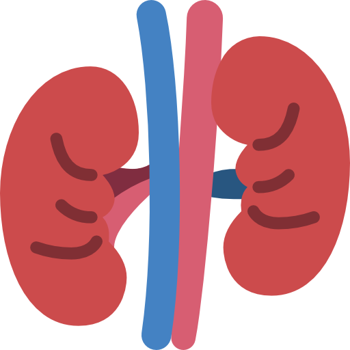 Kidney